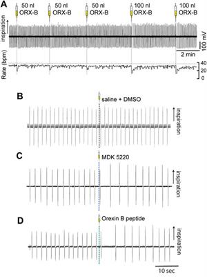 Activation of orexin-2 receptors in the Kӧlliker-Fuse nucleus of anesthetized mice leads to transient slowing of respiratory rate
